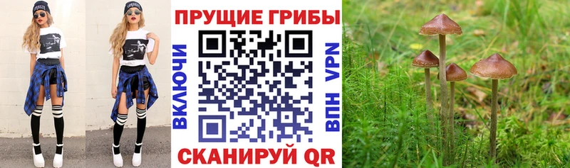 Галлюциногенные грибы мухоморы  Донской 